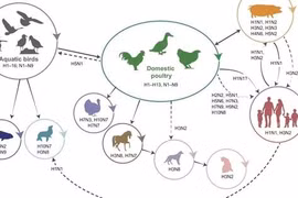 Đường lây truyền chính của bệnh cúm gia cầm