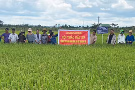 Ia Grai: Hội thảo mô hình sản xuất lúa giống ĐT 100