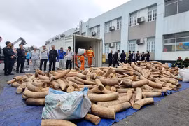 Phó Thủ tướng Trần Lưu Quang gửi thư khen vụ bắt hơn 7 tấn ngà voi tại Hải Phòng 