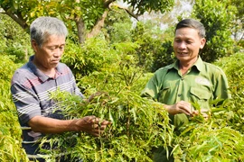 Tiếp tục đổi mới, phát triển và nâng cao hiệu quả kinh tế tập thể trong giai đoạn mới