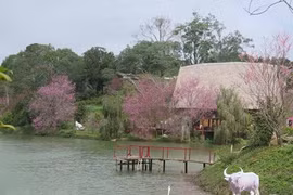 Khám phá Măng Đen - 'Đà Lạt thứ hai' ở vùng đại ngàn cao nguyên