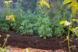 Ia Grai: Phát hiện 2 hộ dân trồng 51 cây thuốc phiện