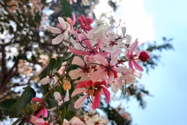 Rực rỡ mùa hoa giữa lòng phố núi Pleiku