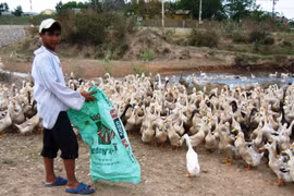 Bãi bỏ 3 quyết định, 2 chỉ thị của UBND tỉnh Gia Lai trong lĩnh vực nông nghiệp