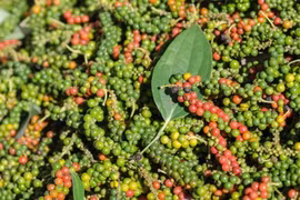 Ngày 15-9, giá hồ tiêu tại Gia Lai ở mức 154.000 đồng/kg 