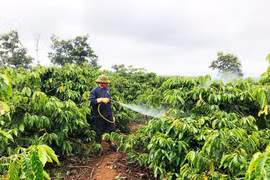 Chấm dứt việc sử dụng chế phẩm diệt côn trùng y tế trong nông nghiệp