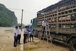 Ngăn chặn, xử lý nghiêm trường hợp buôn bán, vận chuyển trái phép lợn qua biên giới vào Gia Lai 