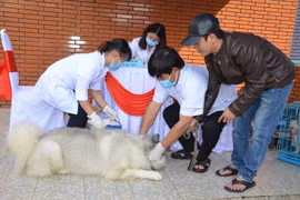 Gia Lai chỉ đạo triển khai quyết liệt, đồng bộ các giải pháp phòng-chống bệnh dại