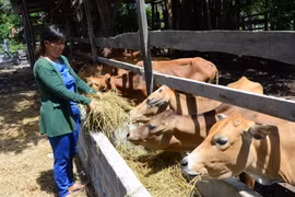 Hơn 159,4 tỷ đồng vốn sự nghiệp thực hiện Chương trình mục tiêu quốc gia giảm nghèo bền vững