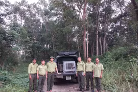 Di dời thành công đàn khỉ vàng quý hiếm từ đảo Hòn Trà về Vườn Quốc gia Kon Ka Kinh