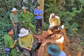 UBND tỉnh Gia Lai chỉ đạo tăng cường quản lý, bảo vệ rừng