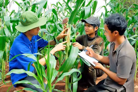 Gia Lai: Phê bình 11 đơn vị, địa phương vì chậm trễ trong việc triển khai thực hiện chương trình mục tiêu quốc gia