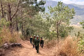 Đẩy mạnh trồng rừng gắn với tạo sinh kế cho người dân 