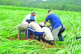 Những mùa dép rọ đau thương