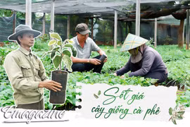 Sốt giá cây giống cà phê