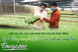 Hợp tác xã: Cần giải pháp đột phá để phát triển - Kỳ 1: Động lực phát triển nông nghiệp, nông thôn