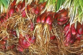 Loại tỏi gọi là sâm, mọc dại nhưng cực tốt cho sức khỏe