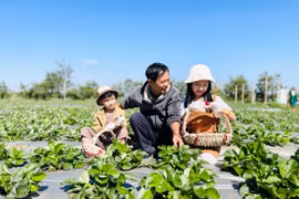 Khởi nghiệp thành công với trang trại dâu tây hữu cơ 