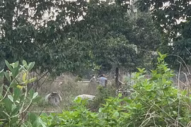 Thông tin bất ngờ vụ phát hiện 2 đoạn chân người ở bãi đất trống