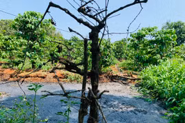 Bức xúc vì mùi hôi thối từ trang trại chăn nuôi