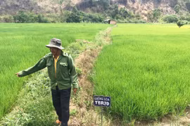 Đầu tư sản xuất lúa gạo chất lượng cao