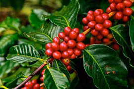 Cà phê tăng giá: Đừng để “ngày vui ngắn chẳng tày gang”