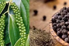 Xuất khẩu hồ tiêu tại khu vực châu Á tăng hơn 60%