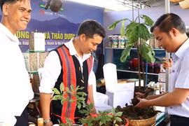 Sâm Ngọc Linh dỏm hết đất sống