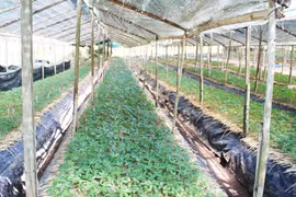 Nhà khoa học nói gì về sâm Lai Châu?