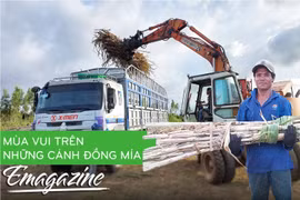 Mùa vui trên những cánh đồng mía