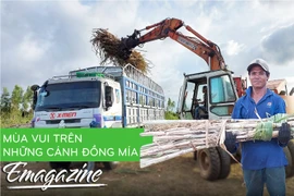 Mùa vui trên những cánh đồng mía