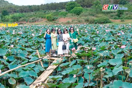 Ngắm sen hồng trong lòng phố