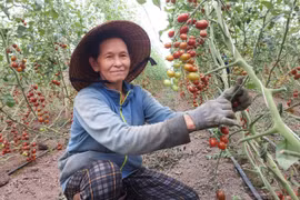 Sản xuất nông nghiệp sạch vì sức khỏe cộng đồng