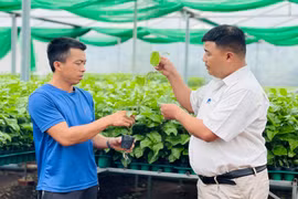 Hơn 779 tỷ đồng phục vụ nghiên cứu, sản xuất giống cây trồng, vật nuôi