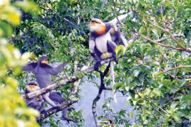 Kon Ka Kinh: Vững vàng tới tương lai 