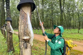 Thanh niên ngành cao su thi đua sáng kiến, cải tiến kỹ thuật 