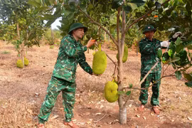 Đồn Biên phòng Ia Nan tăng gia sản xuất để nuôi quân khỏe