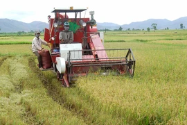 Mùa vàng trên những cánh đồng phía Đông sông Ba