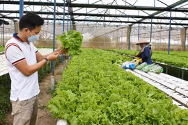 Nhiều triển vọng trong phát triển ngành hàng rau quả 