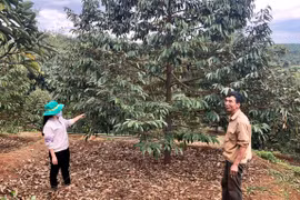 Đức Cơ ưu tiên xây dựng nhãn hiệu sầu riêng