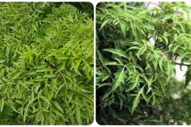 Bộ phận nào của cây đinh lăng dùng làm thuốc?