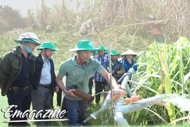 Ngành mía đường: Tổ chức lại sản xuất để phát triển bền vững