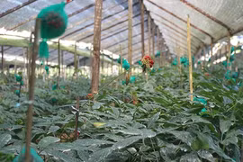 Sâm 'quốc bảo' Việt đi về đâu?: Kỳ vọng phiên bản sâm Việt tốt hơn