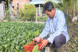 Nuôi ốc bươu đen mang lại hiệu quả cao 