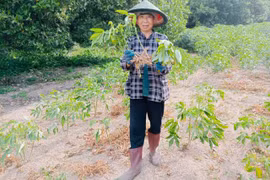 Ngăn chặn nhện đỏ gây hại trên cây mì 