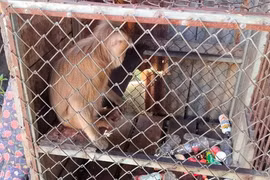 Khỉ đuôi lợn quý hiếm đi lạc vào nhà dân