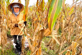Vụ bắp thất bát của nông dân Chư Prông