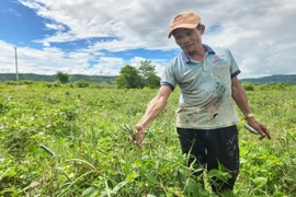 Nông dân Phú Thiện “trúng mùa” đậu đen