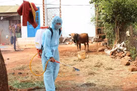 Đak Đoa khẩn trương khống chế dịch tả heo châu Phi