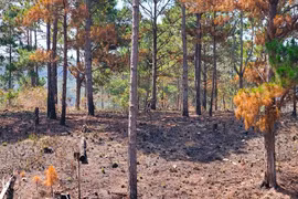 Rừng 'chảy máu' tại dự án 25.000 tỉ đồng